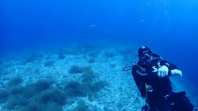 pelagic thresher sharks, malapascua scuba diving смотреть онлайн