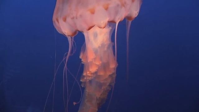 Purple Striped Jellyfish Pan Up Monterey Bay Aquarium Mohr Productions смотреть онлайн
