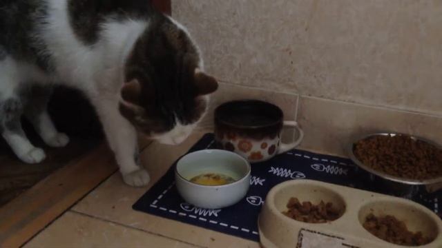 Кот есть лапами 2 смотреть онлайн