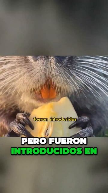 ¡Alerta! Prohibidas las Nutrias como mascotas: descubre por qué смотреть онлайн