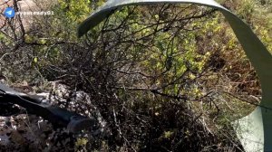 ОХОТА на ОГРОМНУЮ ВОРОНУ с ПНЕВМАТИКОЙ ХАТСАН 125