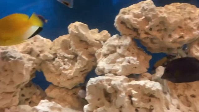 How to care for a Emperor angel fish! Simple and easy? смотреть онлайн