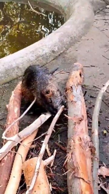 НУТРИЯ или БОЛОТНЫЙ БОБР! Nutria or marsh beaver.Зоопарк. Вроцлав. Польша. 05.2022#shorts смотреть онлайн