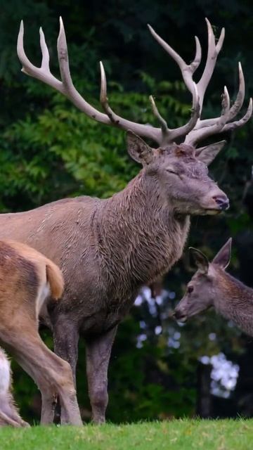 Deer 🦌 #forest #forestnaturesoundsrelaxation #forestnaturesounds #amazonforestdocumentary смотреть онлайн