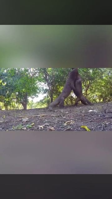 #our wild || komodo dragon against komodo short Indonesia #our wildlife zone смотреть онлайн