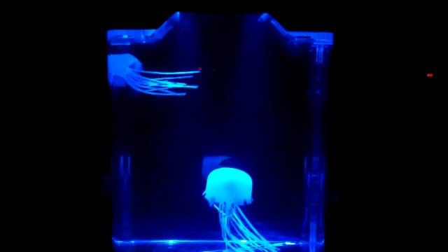 Jelly Fish Zen.mp4 смотреть онлайн