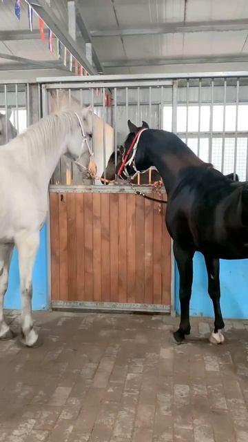 Horse mating cute - Most breeding horse смотреть онлайн