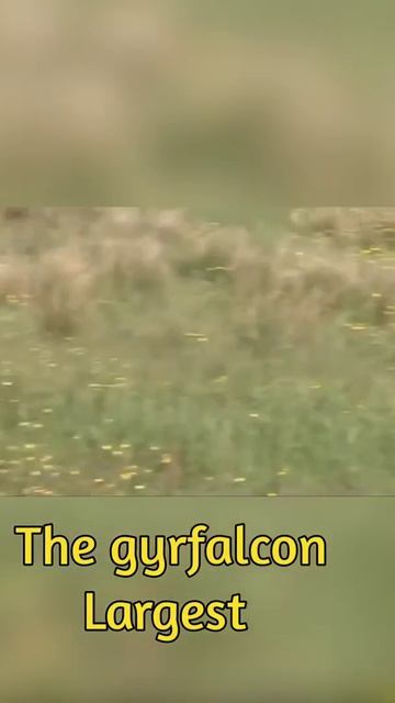 3 Thing You Should Know About Falcon! Birds Video смотреть онлайн