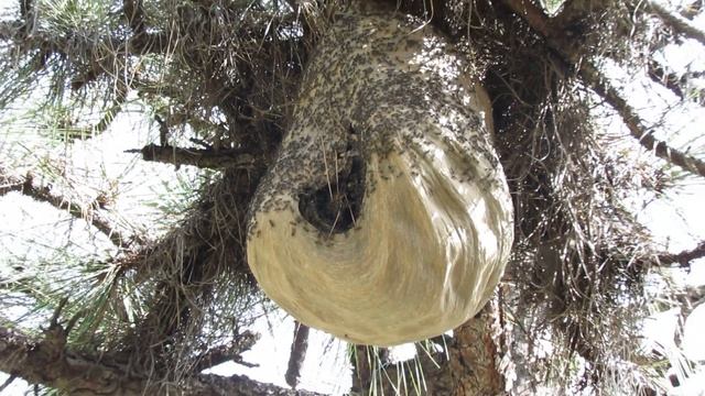 Panal de avispa Que Hace miel (Polybia sericea) смотреть онлайн