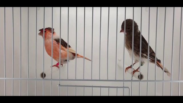 пара 64/34 смотреть онлайн