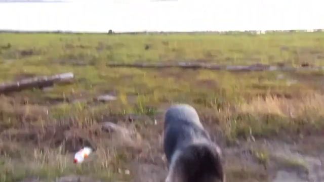 Мэри бежит за машиной, Закат. смотреть онлайн