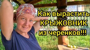 УРАА ГОРЧИЦА ЗАКОЛОСИЛАСЬ!! Семья в деревне. Занимаемся присадкой смородины. Природа.