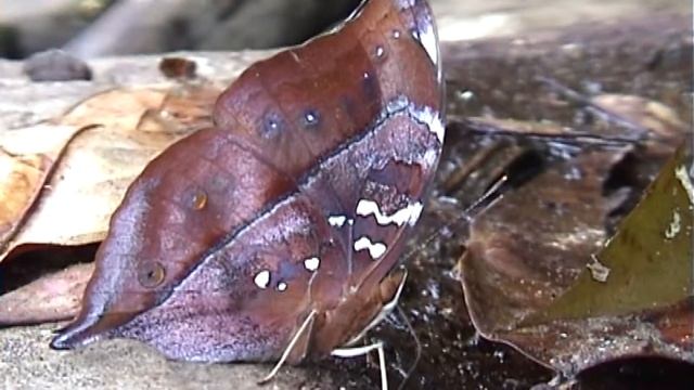 Autumn Leaf Butterfly смотреть онлайн