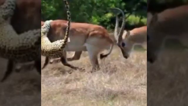 इतिहास में PEHLI BAAR हिरन 🦌ने Cheetah 🤕 को इतना 🙀 मारा | #shorts #short смотреть онлайн