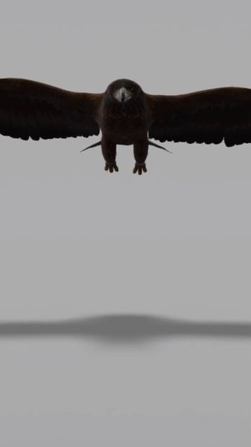 Golden eagle // eagle // 3D model of golden eagle #golden_eagle #eagle #3Dmodel #shorts смотреть онлайн