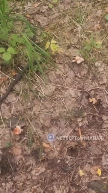 Опасные змеи кишат под ногами #екатеринбург смотреть онлайн