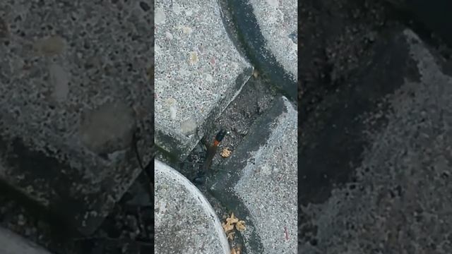 Szczerklina piaskowa maskuje wejście do gniazda смотреть онлайн