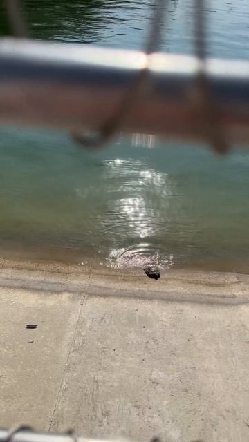 10.08.23 Ставрополь. Черепашки на Комсомольском пруду вдали от людей. смотреть онлайн