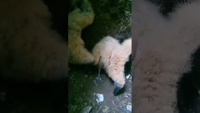 Птенцы Кондора смотреть онлайн