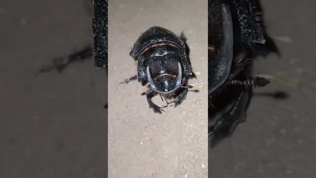 dung beetle 🐞rolls ball giant Dung beetles(Genus Heliocopris) live in my farm mg thakor смотреть онлайн