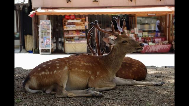 Mаньчжурский олень Sikahirsch (Cervus nippon mantchuricus) смотреть онлайн
