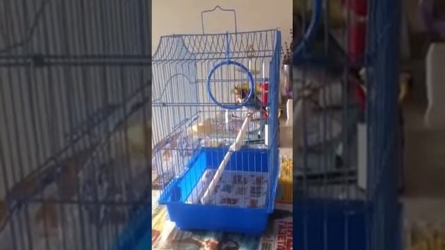 Пение щегла. смотреть онлайн