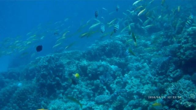 紅海(RED SEA)でスキューバーダイビング　byフルガダ(Hurghada) смотреть онлайн