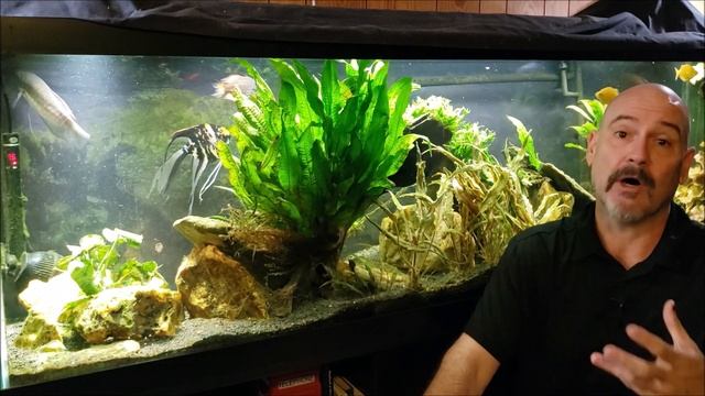 A Few Thoughts About Nerite Snails смотреть онлайн