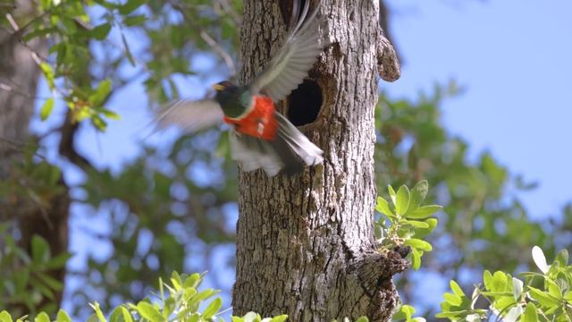 WILDLIFE PHOTOGRAPHY: Chasing TROGONS IN THE CHIRICAHUAS (This Is a Photographer's Paradise!) смотреть онлайн
