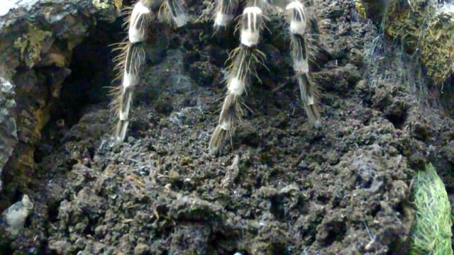 Acanthoscurria geniculata beim Terrarien Umbau смотреть онлайн