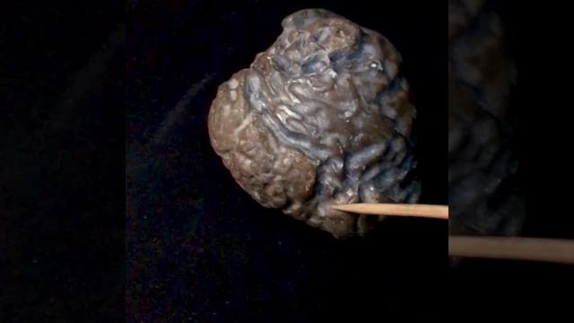 Jurassic Pterodactyl Fossil #shorts смотреть онлайн