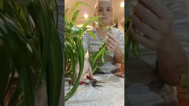 Spider plant propagation смотреть онлайн