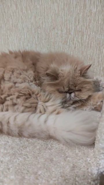 Самая опасная кошка в мире 🙈😂😂😂 смотреть онлайн