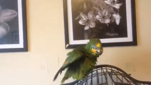 Венесуэльский Амазон Гамлет купается. смотреть онлайн