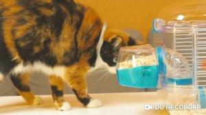 Хомяк Стёпа умер !!!!!!!