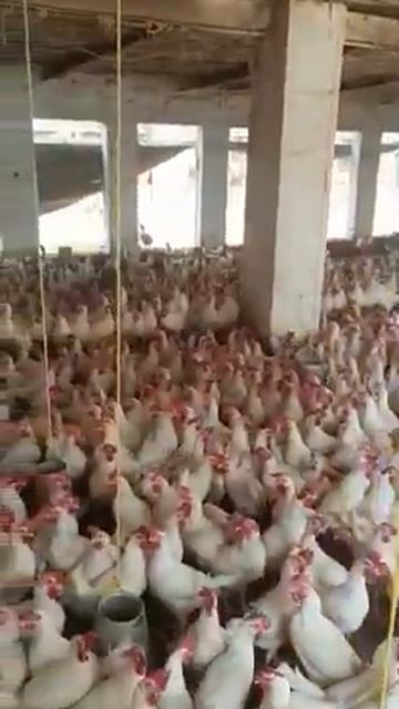 LSL LAYER FARMING || EGGS LAYING HEN смотреть онлайн