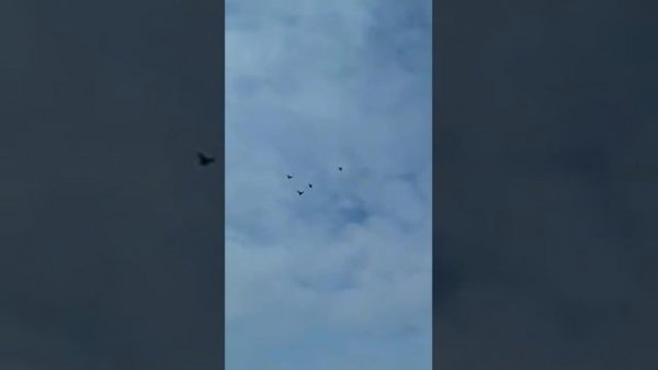 Полёт бабочки. Николаевские голуби 🕊️