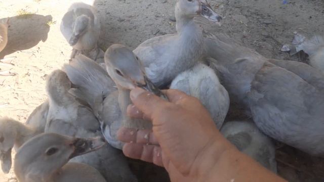 Работа с племенным молодняком Мускусной утки. смотреть онлайн