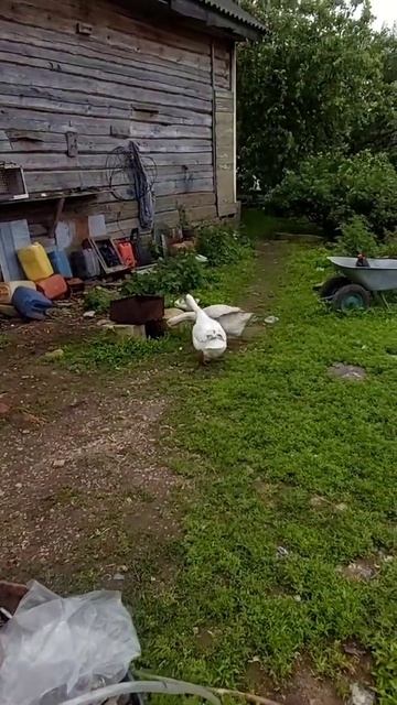 Два весёлых гуся.. смотреть онлайн