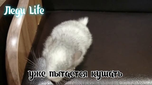 Маленький шиншилленок Вилли. смотреть онлайн