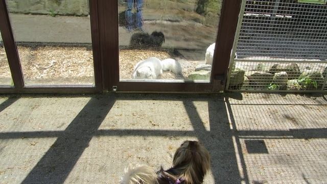Песець лається на пекінеса.Polarfuchs streitet sich mit Pekingese. The fox curses at Pekingese.. смотреть онлайн