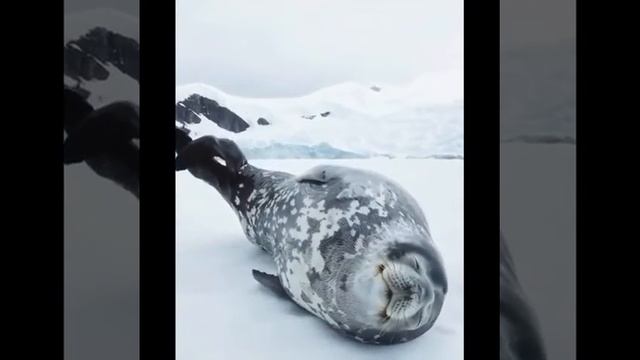 have you ever heard a seal sleeping? смотреть онлайн