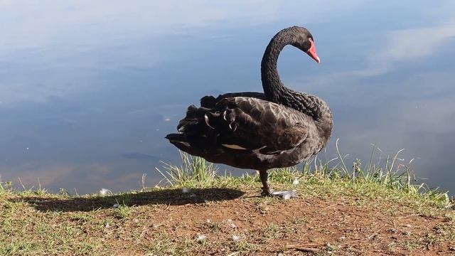 Australian animals / Kangaroo / The Emu / Crocodile / Black Swan / Koala / Great White Shark смотреть онлайн