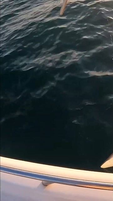 Exciting catch while fishing in the Gulf of Mexico! #shorts #fishing #shark смотреть онлайн