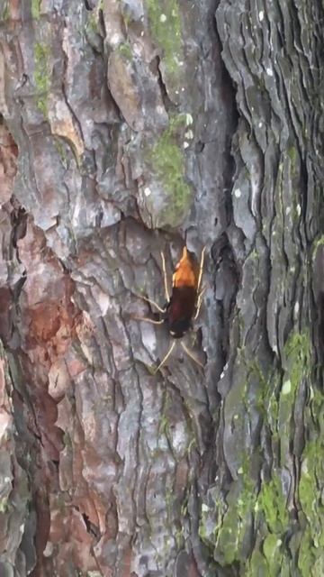 Great Woodwasp, Angus смотреть онлайн