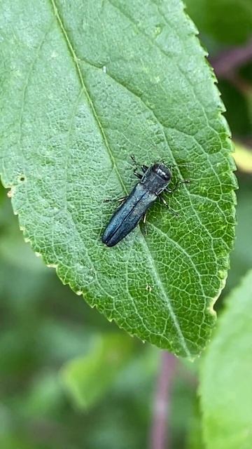 Жук-деревобур крицячок Agrilus у Вроцлаві смотреть онлайн