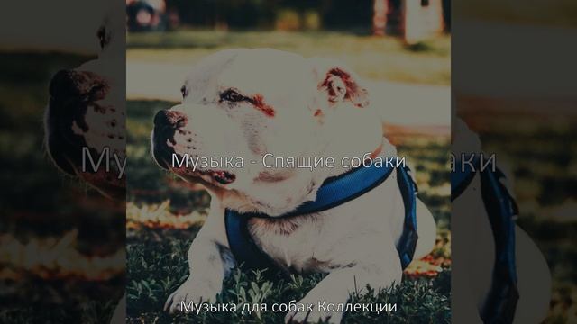 Атмосфера (Собаки) смотреть онлайн
