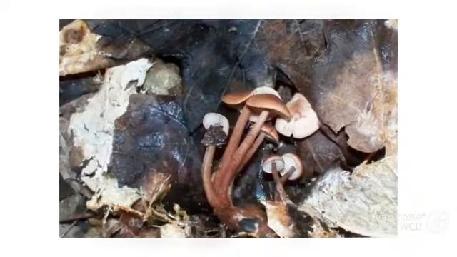 Gymnopus semihirtipes - fungi kingdom смотреть онлайн