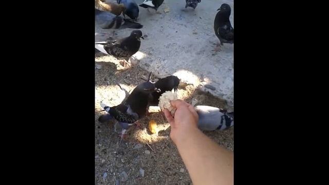 В Москве таких доверчивых голубей нет
