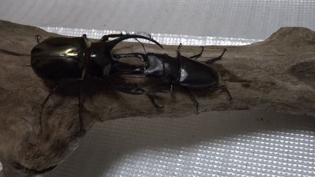 キロンオオカブト（コーカサスオオカブト）対ギラファノコギリクワガタ/Chalcosoma chiron vs Prosopocoilus giraffa смотреть онлайн